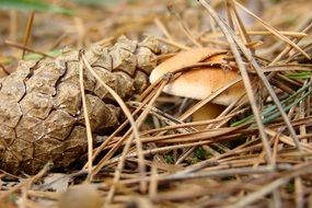pine cone and brown mushroom in dry pine needles