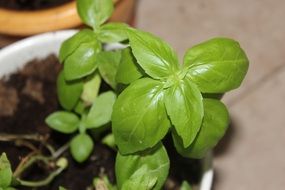 potted green basil