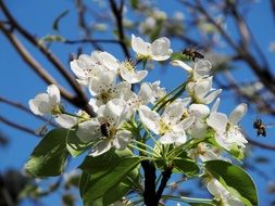 bee pollinating pear flower