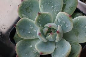 water drops on Plant Green The Fleshy