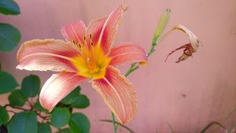 pink lily on pink wall background