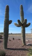 Saguaro in the desert on a sunny day