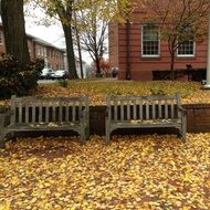 benches on a city street among autumn foliage