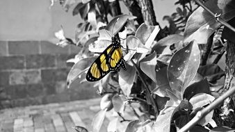 Butterfly Yellow Garden