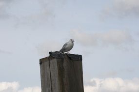 Seagull sitting on a building made of wood