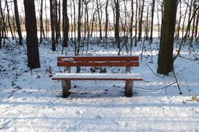 bench in the winter forest