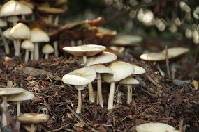 White and brown poisonous mushrooms on the forest cover with colorful leaves