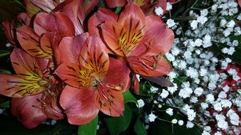 composition of garden flowers