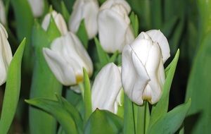 White tulips in spring