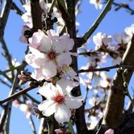 Almond flowers on tree branches