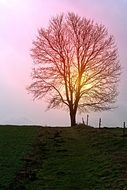 orange sun behind a tree