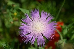violet white thistle bud
