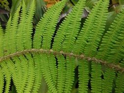 large green leaf of fern closeup