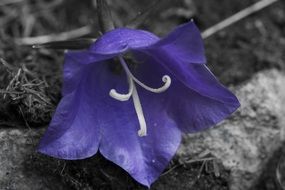 Macro photo of the purple flower on the ground