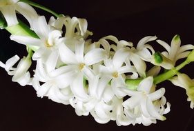 white spring hyacinths on a black background