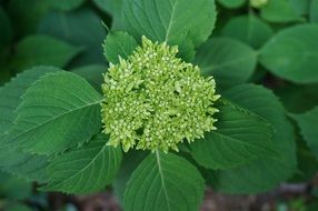Hydrangea Green flower
