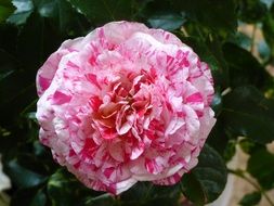 Beautiful white and pink blooming roses