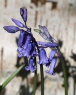Beautiful bluebells in spring