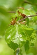 Leaves of the beech