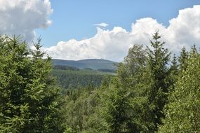 cloudy sky over a green forest on a sunny day