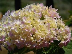 pastel spherical inflorescence of hydrangea