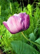 tulip flower with drops of water