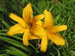 Daylily or Mexican Sunflower