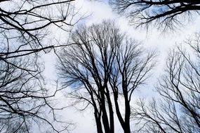 trees without leaves against a cloudy sky