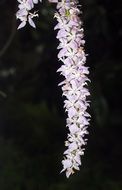 pastel oblong inflorescence of a orchid on a dark background
