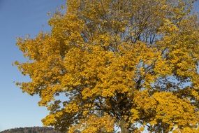 golden autumn in the colors of a big tree