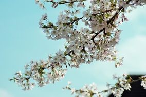 tree branches with white flowers on a background of blue sky