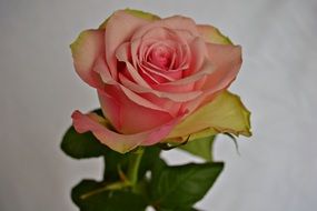 green-pink rose against a white wall