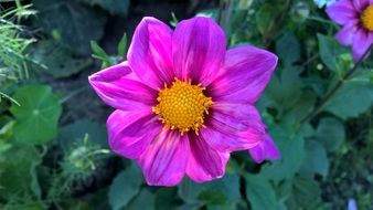 violet summer flower