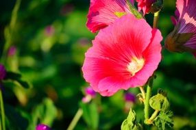 Beautiful flowering shrub in the garden