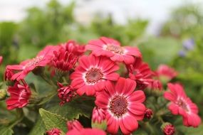 Red blossoms in New Zealand