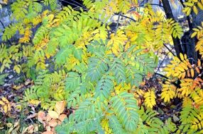 autumn colors on forest foliage