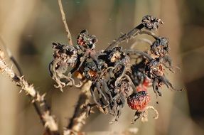 Rose Hip Autumn