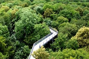 trail on the bridge among green trees