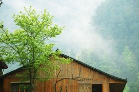 green tree near a wooden house