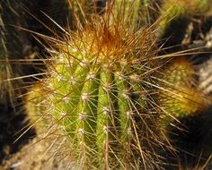 cactus with large needles