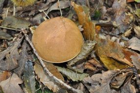 closeup photo of white mushroom among dry leaves and branches in the forest