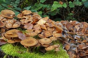 many brown wood mushrooms on green moss