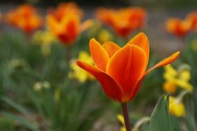 orange tulips and yellow daffodils on a flowerbed in the garden