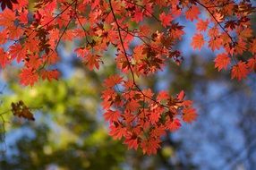 red leaves on autumn maple