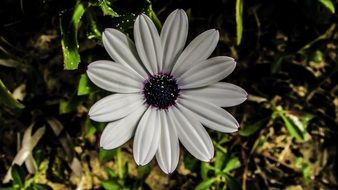 daisy in the forest on a blurred background