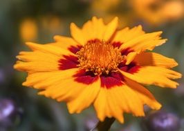 bright orange bud of coreopsis