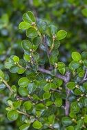 Summer Garden tree