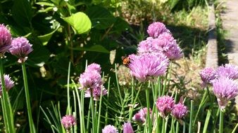 pink flowers in the netherlands