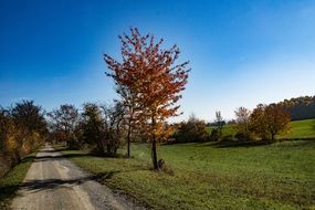 Autumnal hainich