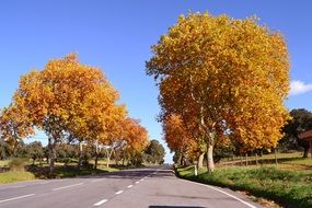 beautiful Autumn Trees at road, portugal, Alentejo